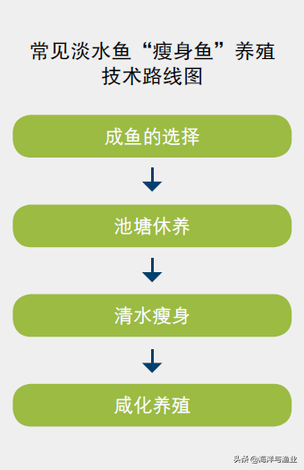 常见淡水鱼的“瘦身鱼”养殖技术：妙招让鱼添身价