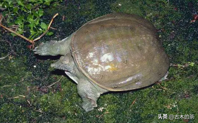 山瑞鳖的生物学特性及人工养殖技术