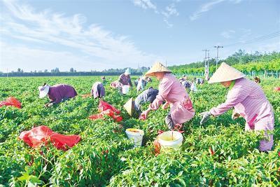 粮食播种面积稳定在1000万亩以上