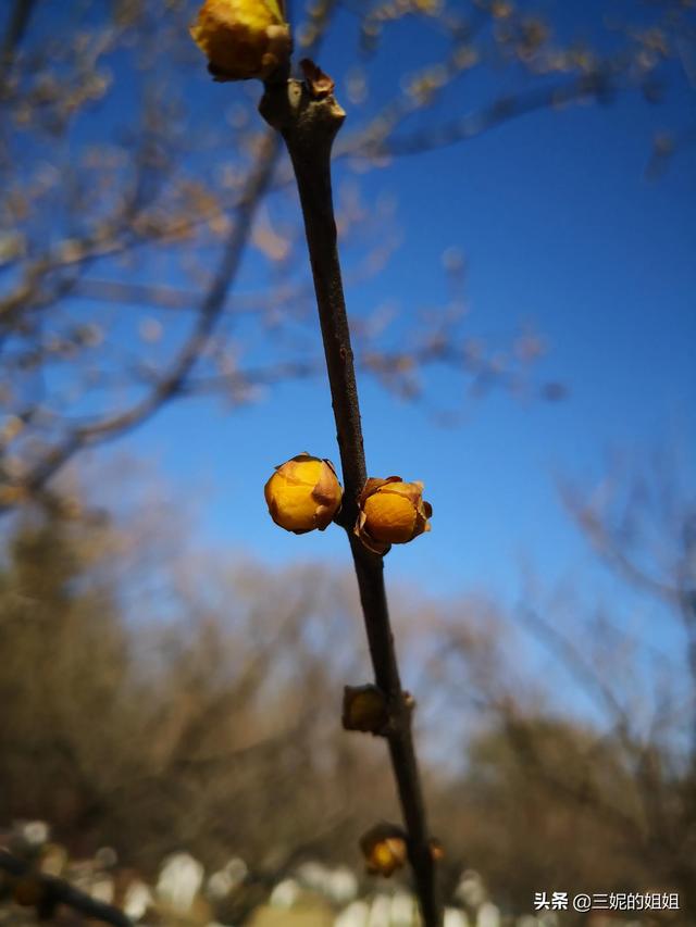 我家有个后花园，一年四季基本都有花开，你知道吗？