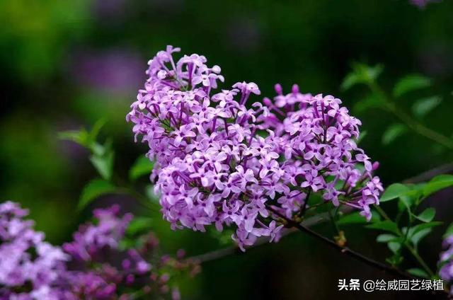 北方花友看过来，这些花抗碱性很强，非常适合种在北方