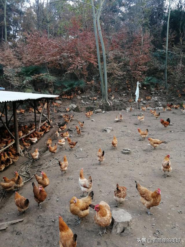 养土鸡是一种适合农村养殖的方式，年赚几十万没有问题