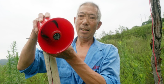 一年糟蹋数百万斤粮食，湖北十堰野猪成灾，保护动物成当地一害