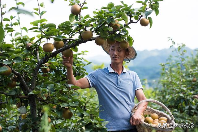 遵义海龙镇：龙泉生态园种养一体化，果园香猪遍地满是鸡鸭