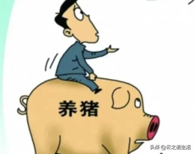 美国高盛资本为什么要抄底中国养猪行业？