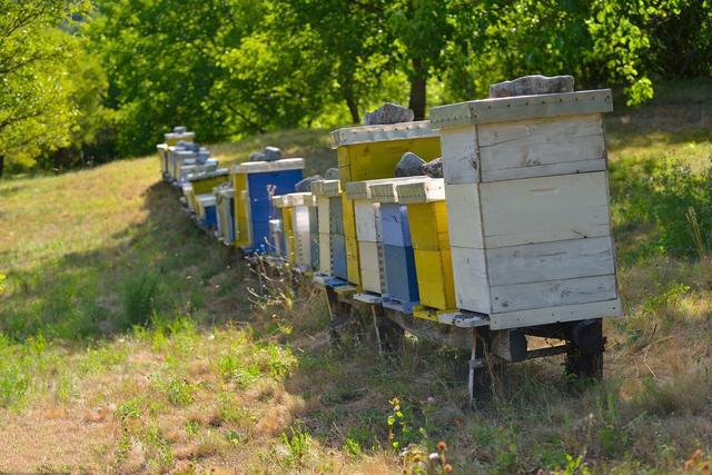 蜜蜂养殖技术｜对实现规模化养蜂的八点建议（上）