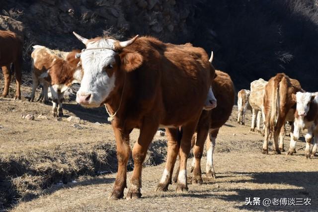 2023年农村有钱人都去养牛，是什么原因？养牛国家有补贴