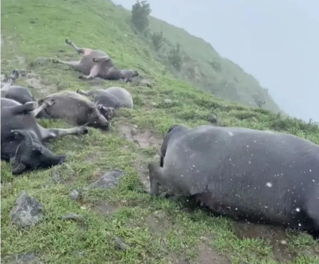 广东茂名雷电劈死7头牛，损失10多万！牛尸发胀如气球会爆炸吗？