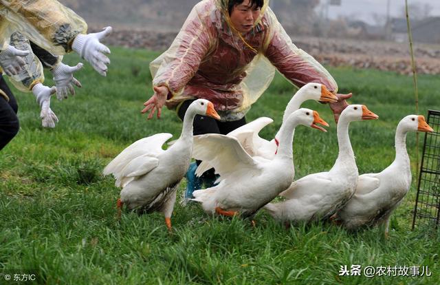 鹅鱼果草四位一体生态种植养殖模式探究（实用）