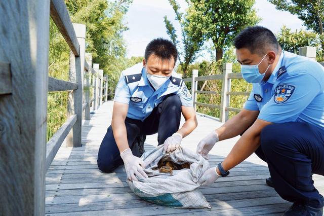 上海夫妻抓蟾蜍被捕，有人靠其年入千万！蟾蜍有啥用，为何不能抓