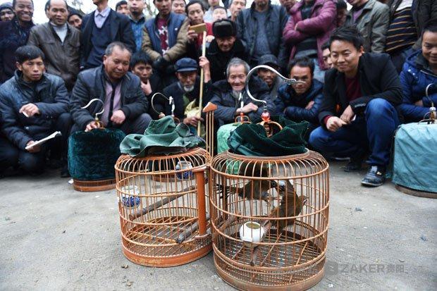 苗乡群众喜迎新年：盛装踩鼓斗鸟斗鸡，还要来一场夫妻互背赛跑