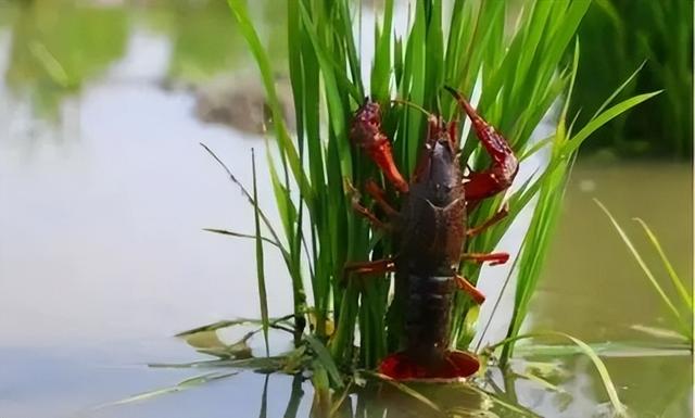 高温季节小龙虾养殖管理要点（一）