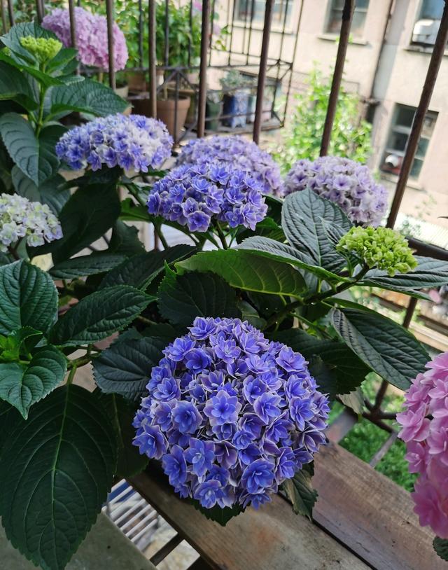 阳台养绣球，就选“夏洛特公主”，植株低矮，花大色美，多季开花