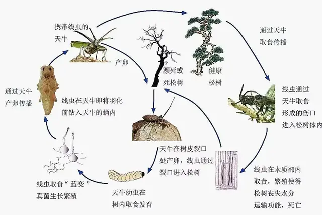 荣成一男子非法加工、运输松线虫病疫木 被判处有期徒刑六个月