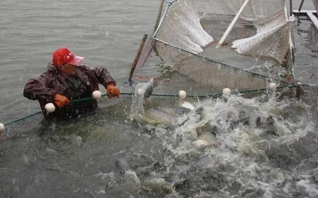 今年冬天又是冷冬？水产养殖水霉病如何应对！这些误区你知道吗？