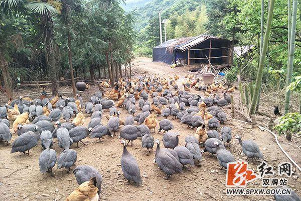 双牌清明田村：大山里走出来的“珍珠鸡”