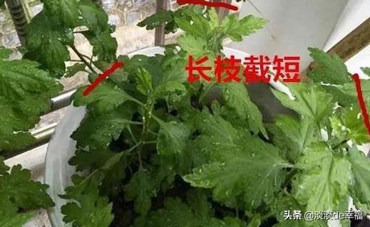 地栽菊花怎样长成片、多开花？把握3个重点，年年可惬意赏花