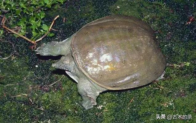 山瑞鳖的生物学特性及人工养殖技术