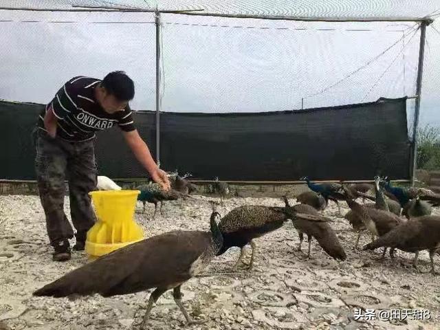 郧阳区独臂男子养孔雀，试水电商成网红