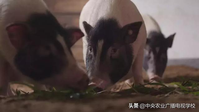 【农广天地】一棚两用 猪菜共生