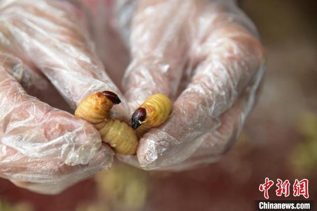 广西全面排查人工养殖“竹虫”：系有害生物 已形成产业链清理难度大