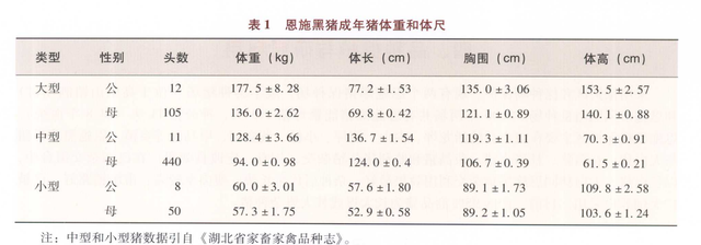 恩施黑猪