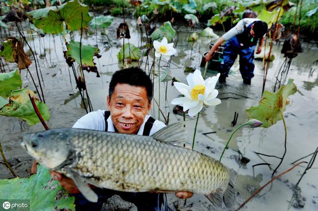 草鱼养殖放苗前 这五个关键抓住了保证鱼又大又肥