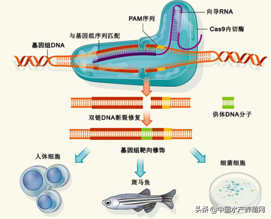 基因编辑技术“剪”出“肉多个大”新品系黄颡鱼！鱼类病害频发，基因编辑技术能否大显身手？