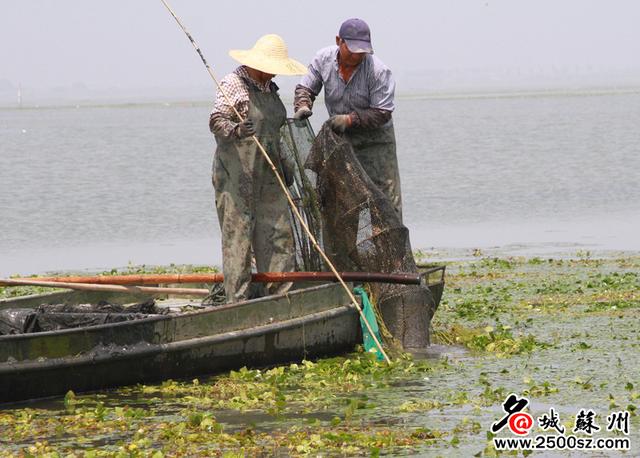 太湖清拆围网，不留一片网不留一根桩