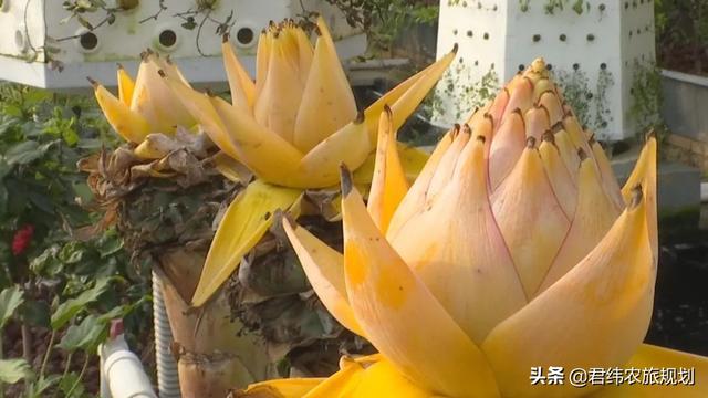 “鱼菜共生”：新型大棚经济又好看