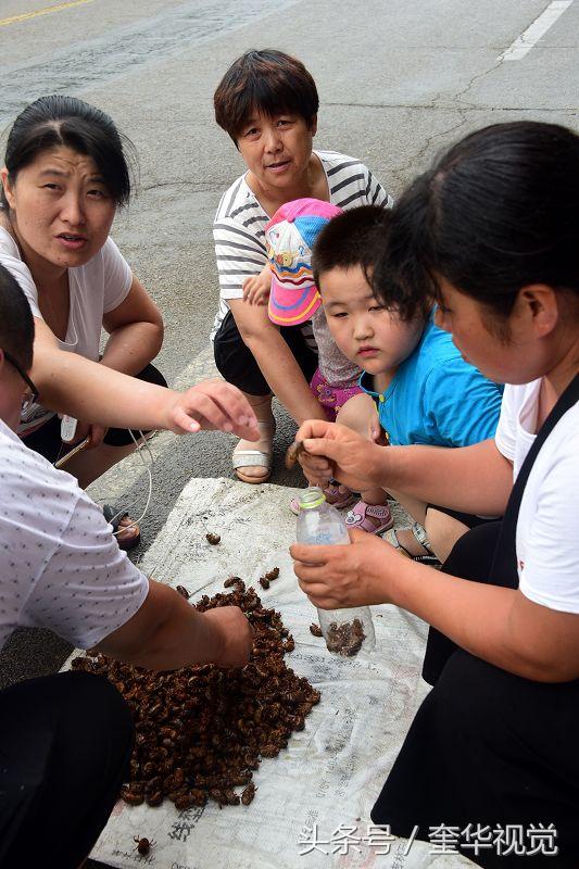 茌平有了知了猴市场 人人爱吃知了猴