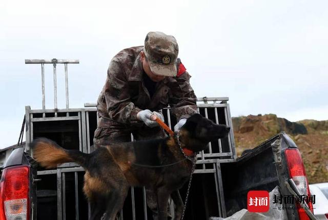 四川多地野猪泛滥成灾 猎杀依据何在？肉能不能吃？听听律师和专家怎么说