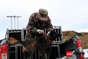 成都野猪养殖(四川多地野猪泛滥成灾 猎杀依据何在？肉能不能吃？听听律师和专家怎么说)