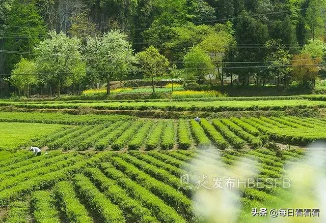 利川这处古寨，贺龙曾三进三出……