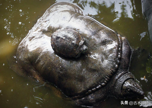 山瑞鳖的生物学特性及人工养殖技术