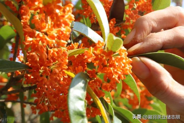 桂花有四种，只有一种最适合做桂花红茶，到底怎么做？看完就知道