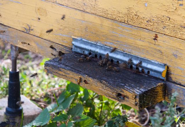 蜜蜂养殖技术｜对实现规模化养蜂的八点建议（上）