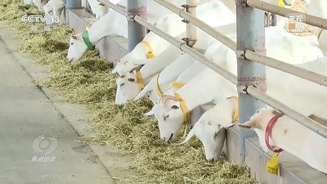 焦点访谈丨深耕科技沃土 培植智慧农业