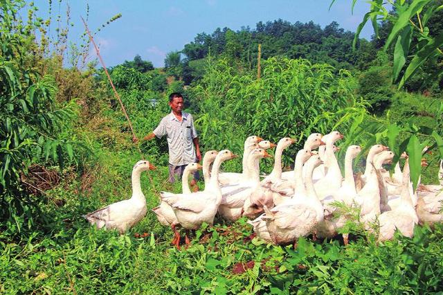 泸州市纳溪区：桃园套养大白鹅 奏响致富“向天歌”