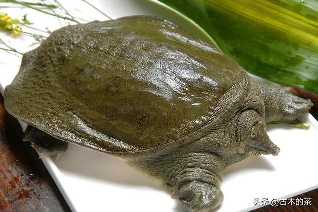 山瑞鳖的生物学特性及人工养殖技术