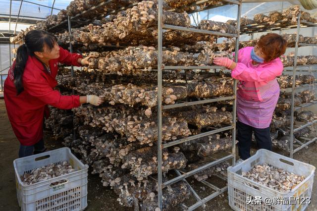 香菇能发大财，廉勤刚25个香菇棚一年纯赚50万元