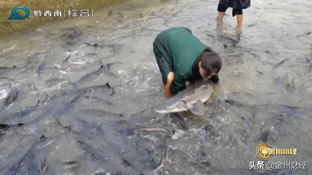 「财经关注」兴义清水河：鲟鱼养殖助农增收