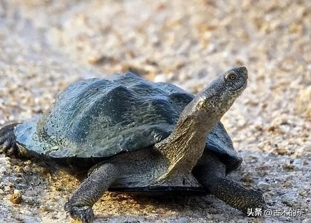 山瑞鳖的生物学特性及人工养殖技术