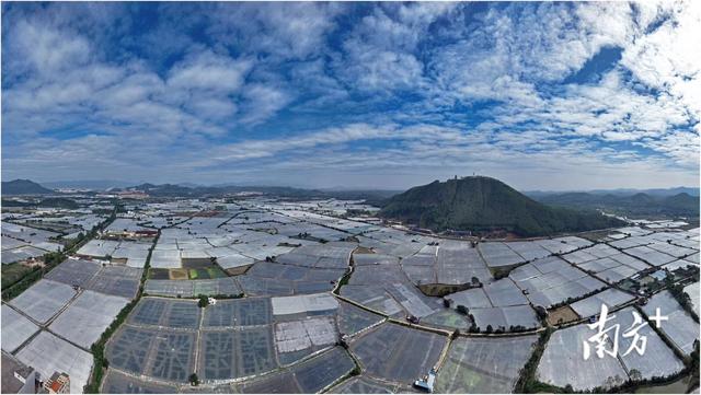 沼虾串起农工旅！从一只虾看肇庆农业现代化发展