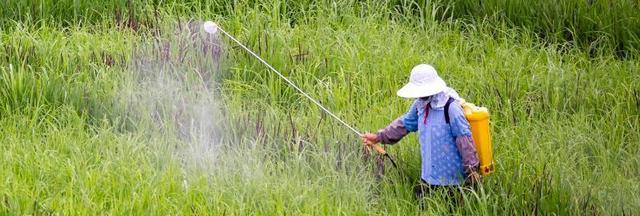 水中养分浓度对鲫鱼生长的神秘影响！