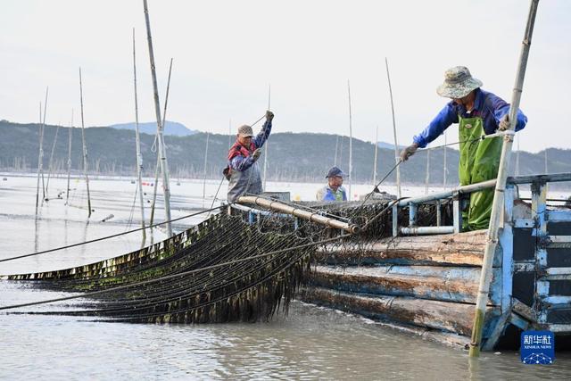 福建霞浦海上“秋收”即景