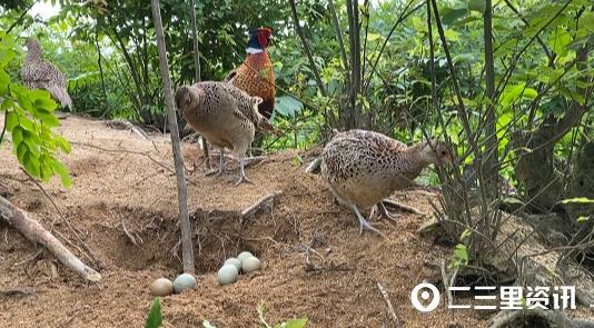 林下飞腾七彩山鸡，城固二里镇原生态农业探索乡村振兴富民路