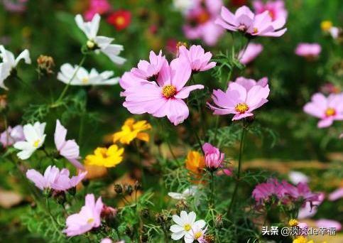 地栽菊花怎样长成片、多开花？把握3个重点，年年可惬意赏花