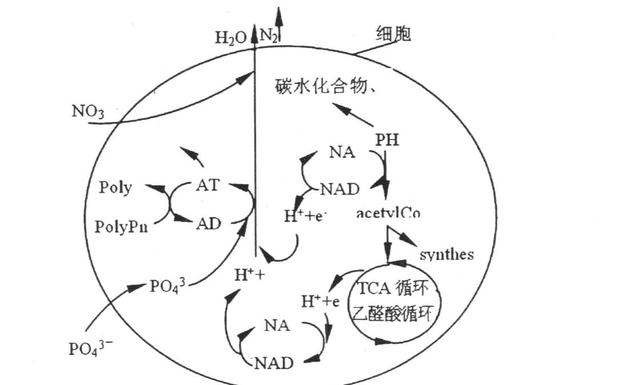 水中养分浓度对鲫鱼生长的神秘影响！