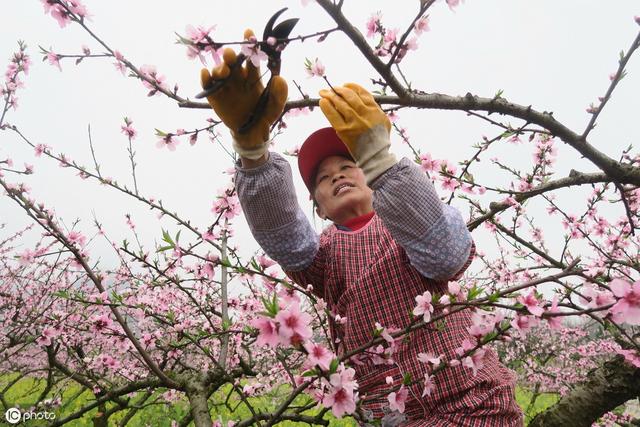 玻璃翠不好养？教你几招，轻轻松松就能让它花美植株旺